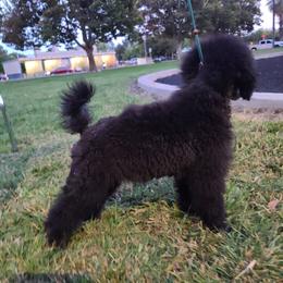 Poodle Puppies from BrioPanache Poodles