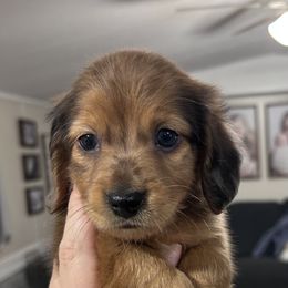 Shaded red dapple- MALE - Red male Dachshund puppy in Brookhaven, Mississippi from Southern Grace Doxies