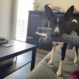 Basenji All Grown Up from Coachella Valley Basenjis