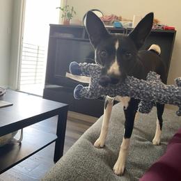 Basenji All Grown Up from Coachella Valley Basenjis