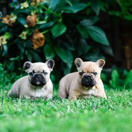 French Bulldog Puppies from Von Bales French Bulldogs