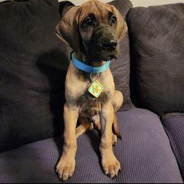 "Dilly" Great Dane Puppies from Little Tree Kennels