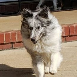 Gracie - Shetland Sheepdog