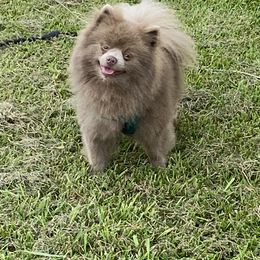 Grizzy - Pomeranian