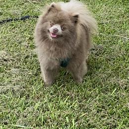 Grizzy - Pomeranian