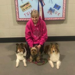 Shetland Sheepdogs from Holly Dodge's Shetland Sheepdogs