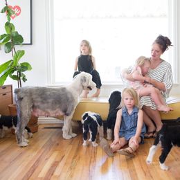 Old English Sheepdog and Sheepadoodle Puppies from Doodlefolk