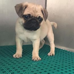 Pugs from Finch's Frenchies and Pugs