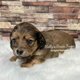 Red Male Long Hair Orange Collar - Red male Dachshund puppy in Cleveland, Tennessee from Kelly's Doxie Farm