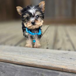 Toby - Black and tan male Yorkshire Terrier puppy in Pocahontas, Arkansas from 5 River Puppies
