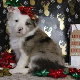 Yankee - Brindle merle male Border Collie puppy in Richmond, Maine from Lil Maine Border Collies