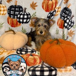 Milo - Blue and gold male Yorkshire Terrier puppy in Rochester, New York from TK PUPS