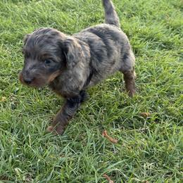 Bernedoodle Puppies from Kaylas Precious Puppies