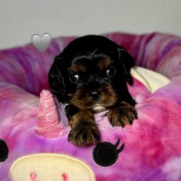 Silver Collar - Black and tan female Cavalier King Charles Spaniel puppy in Somerset, California from Cantina Labs and Cavs