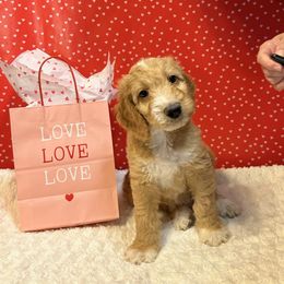 Goldendoodle Puppies from Lover Dover Doodles