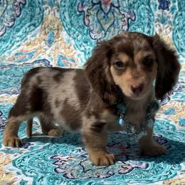 Tank - Dapple male Dachshund puppy in Lincoln, Arkansas from Red Dirt Dachshunds