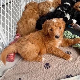 Mint Girl (Molly) - Yellow and white female Bernedoodle puppy in Moulton, Alabama from Triple W Doodles