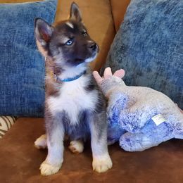 Siberian Husky Puppies from Evereve Kennels