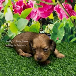 Shaded Red Female Longhair - Red female Dachshund puppy in Cleveland, Tennessee from Kelly's Doxie Farm