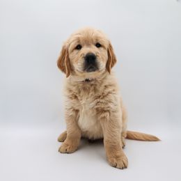 Golden Retriever Puppies from Wild Hearts Goldens