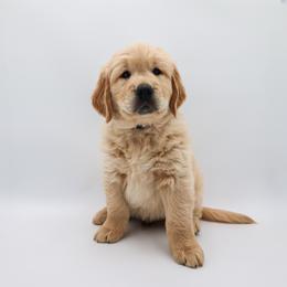 Golden Retriever Puppies from Wild Hearts Goldens