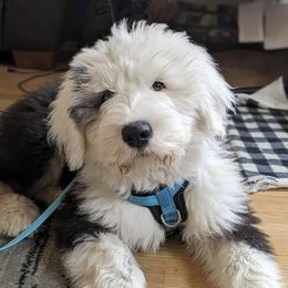 Old English Sheepdog Puppies from Yadah Sheepdogs