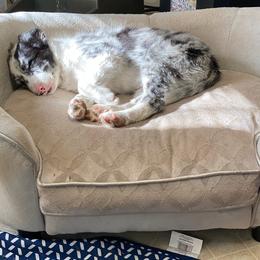Border Collie Puppies from Bond Border Collies