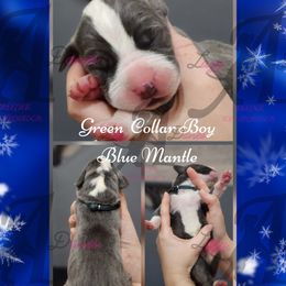 Green Collar Boy - Blue and white male Great Dane puppy in Longview, Texas from Lazy A Danes