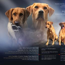 Labrador Retriever puppies from Rich Hill Retrievers
