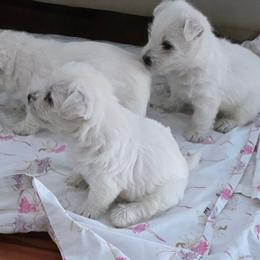 Summer - White female West Highland White Terrier puppy in Hoschton, Georgia from AKC  Westie World