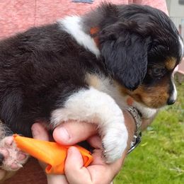 ORANGE COLLAR - Black tri Miniature Australian Shepherd puppy in Omak, Washington from Willow Flats Kennels