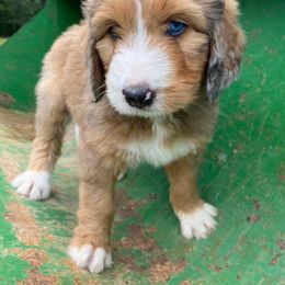 Bernedoodle Puppies from Bayou Blu's Bernedoodles