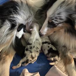 Shetland Sheepdog Puppies from Buckeye Shelties