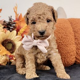 Ripley - Red female Cavapoo puppy in Temecula, California from Oodles O'Doodles