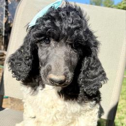 Nebby (Brandy's). - Parti female Poodle puppy in Meadowbrook, California from Standard Poodle Pups