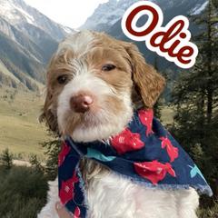 Odie - Springerdoodle puppy from SpringerDoodles at the Beach