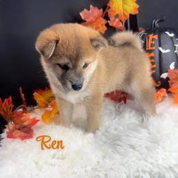 Ren - Red male Shiba Inu puppy in Inverness, Florida from Shore Thing Shiba’s