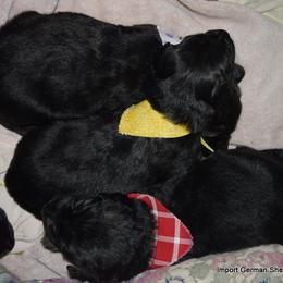 German Shepherd Puppies from Import German Shepherds of Kansas