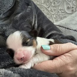 Papillon Puppies from Heather's Papillons