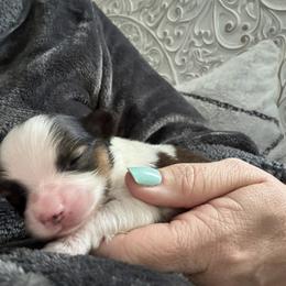 Papillon Puppies from Heather's Papillons