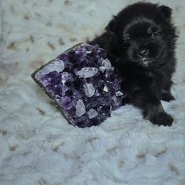 Amethyst - Black and tan female Pomeranian puppy in Statesboro, Georgia from Briar Creek Kennels