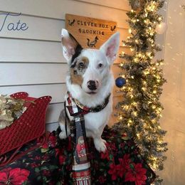 American Corgi and Pembroke Welsh Corgi Puppies from Beebe’s Corgis