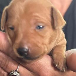 Sapphire - Red female Miniature Pinscher puppy in Fall City, Washington from Davilg Miniature Pinschers