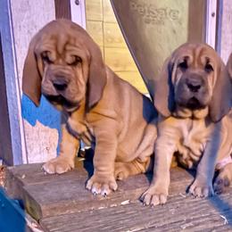 Darling - Red female Bloodhound puppy in Pelahatchie, Mississippi from Rays Of Sunshine Bloodhounds