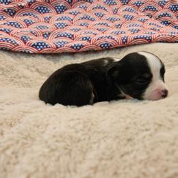 Taylor - Black tri female Toy Australian Shepherd puppy in Snowflake, Arizona from Halfpint Aussies