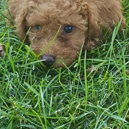 Girl 1 - female Poodle puppy in Queens, New York from Pawfect Soul Puppies