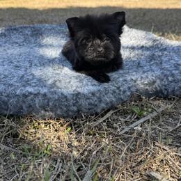 Raven Stormi 1.9 pounds - Black and gold female Yorkshire Terrier puppy in North Naples, Florida from Moon Ranch Puppies