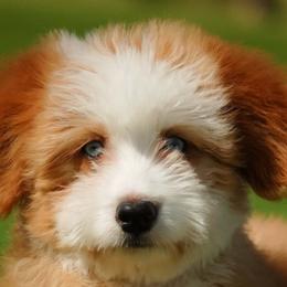 Bernedoodle puppies from Apex Ultra Doodles