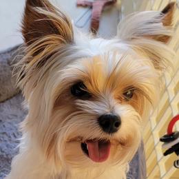 Ollie - Yorkshire Terrier