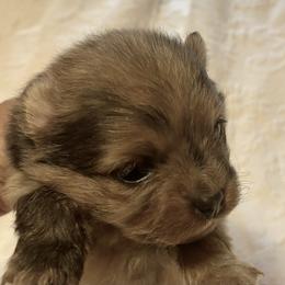 Cleo - Chocolate merle female Pomeranian puppy in Delta Junction, Alaska from Princess’s Pomeranians